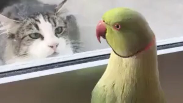 Irritante vogel is irritant