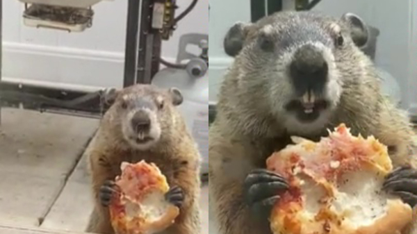 Een bosmarmot die een pizza eet, gewoon omdat het kan