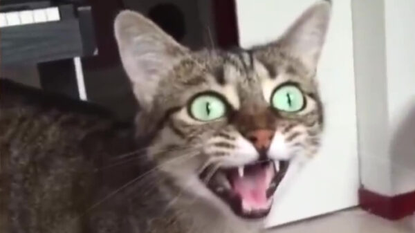 Rammstein blijkt prima uit te voeren te zijn door dieren