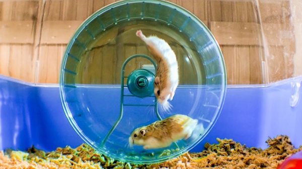 Russische hamsters die het in een loopwiel tegen elkaar opnemen zorgen voor hilarische beelden
