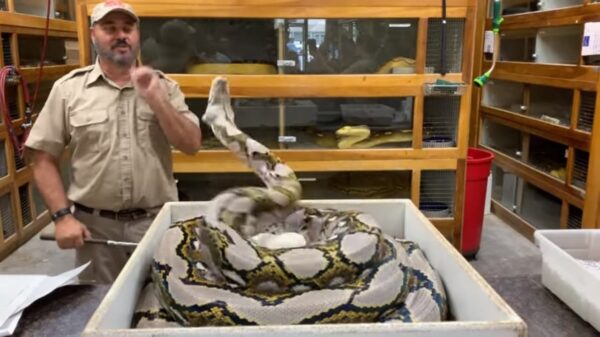 Bij een slang met eieren moet je extra oppassen