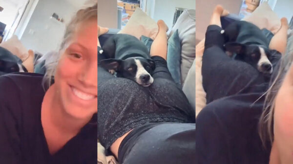 Hond heeft een comfortabel plekje gevonden om heerlijk te relaxen