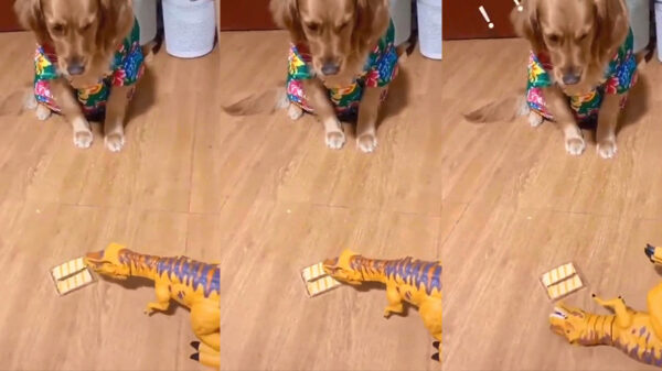 Hond heeft ineens niet meer zo veel zin in een traktatie