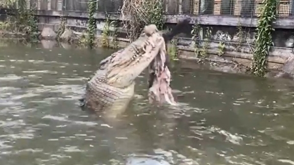Agressieve krokodil zorgt voor een lekkere malse lunch