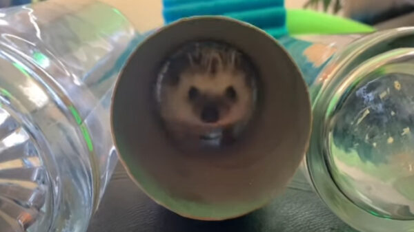 Pepper de egel gaat los tijdens American Hedgehog Warrior