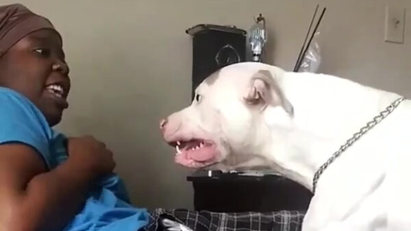 Sommige mensen zijn absoluut ongeschikt voor pitbulls