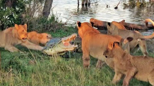 In de hoek gedreven krokodil neemt het op tegen 5 leeuwen