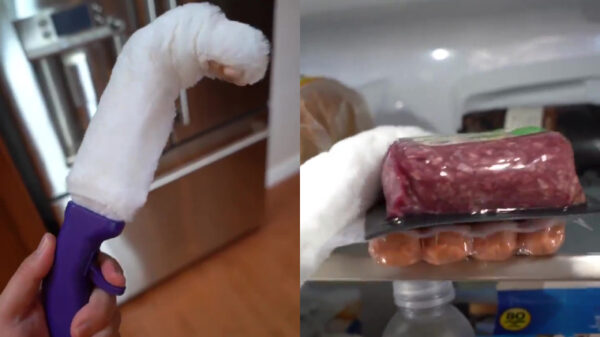 Met deze kattensimulator kun je de hele dag de eikel uithangen