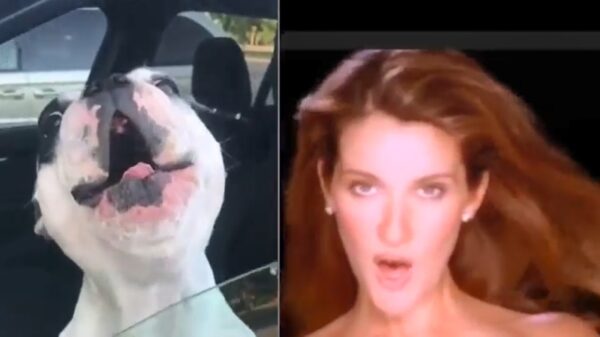 Walter Geoffrey de Franse Bulldog blijkt ook een geweldige achtergrondzanger te zijn