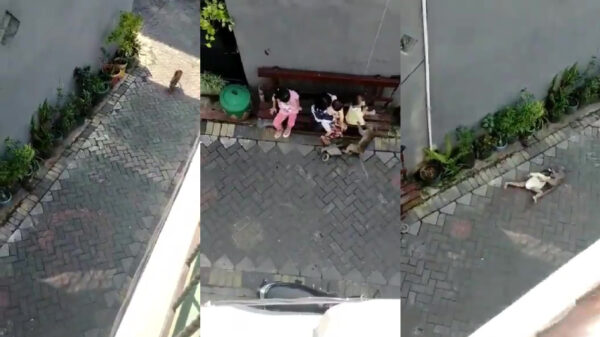 Al eens een aap op een motor een peuter zien jatten?