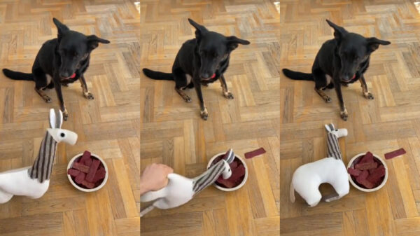 Ook deze viervoeter heeft ineens niet zoveel honger meer