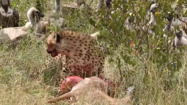 Leeuw jat prooi van gieren die hun prakkie van een jachtluipaard hadden gejat