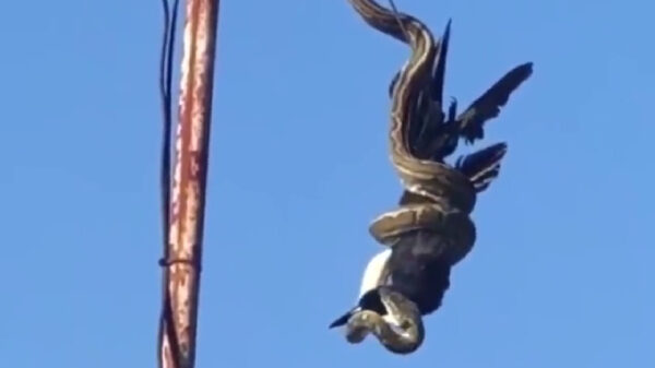 Enorme python snackt even een flinke vogel in Australië