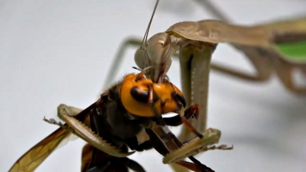 Sprinkhaan heeft schijt aan de 'murder hornet' en eet zijn brein