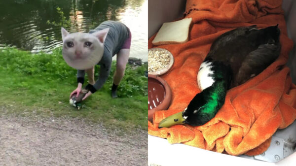 Stervende eend gered door onze held van de dag