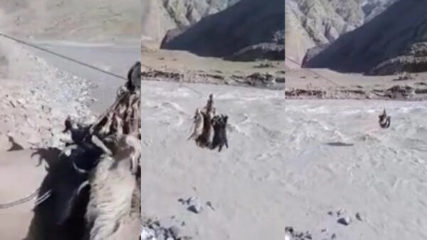 Hoe ze in sommige landen een hele lading geiten naar de overkant brengen