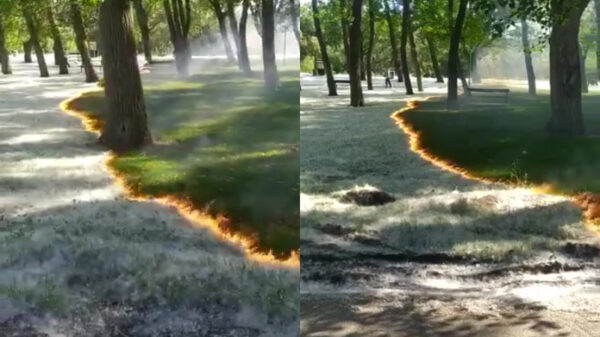 Pollen wegbranden is uitermate bevredigend voor mensen met hooikoorts