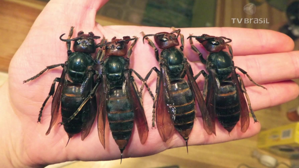 De 'murder hornets' lijken rechtstreeks uit een horrorfilm te komen