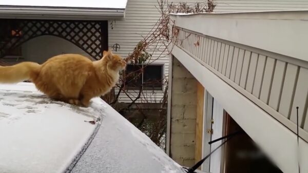 Een compilatie van katten die ontzettend fan van Mario zijn