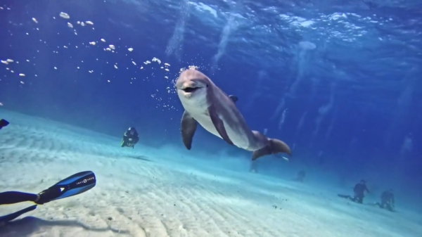 Superblije dolfijn wil in de Bahama's met een groepje duikers spelen