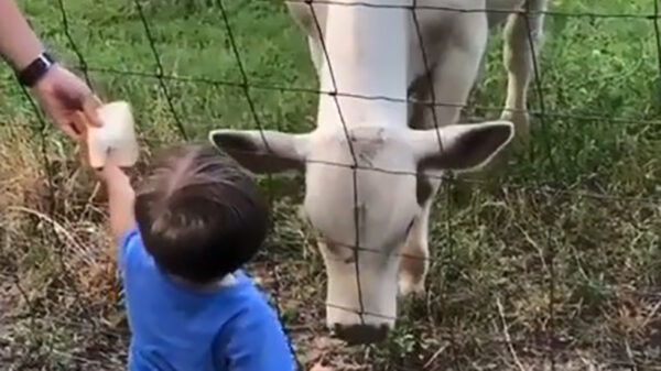 Kalfje eten geven met je koter