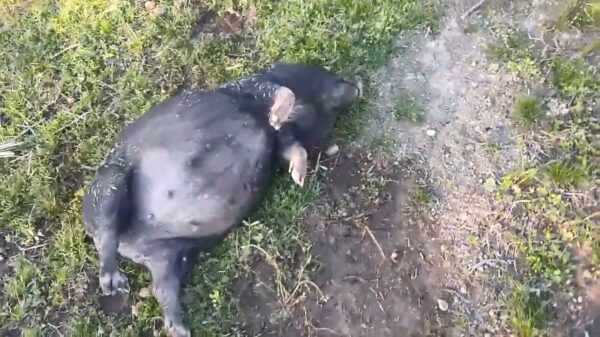 Minivarken heeft gefermenteerde maïs gegeten en is knetterlam