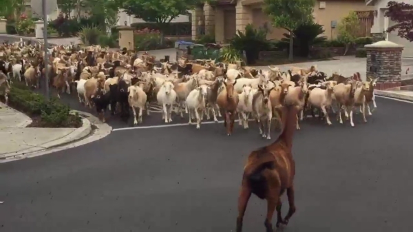 200 geiten hebben schijt aan de quarantaine en gaan de straten van San Jose in