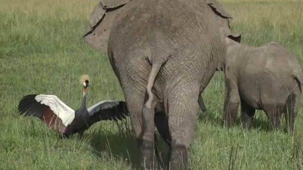 Dappere grijze kroonkraan beschermt haar nest en jaagt olifant weg