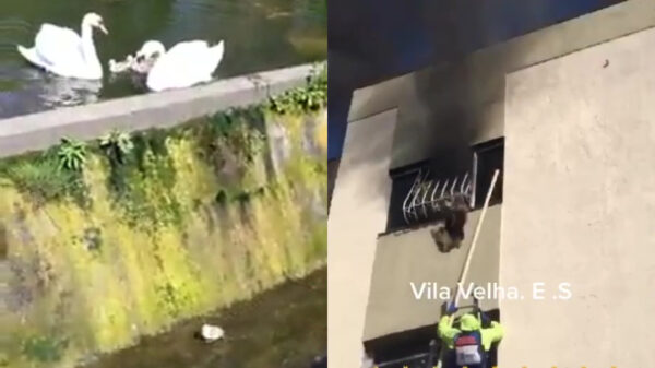 Helden redden hond uit brandend gebouw en brengen babyzwaan terug naar mama