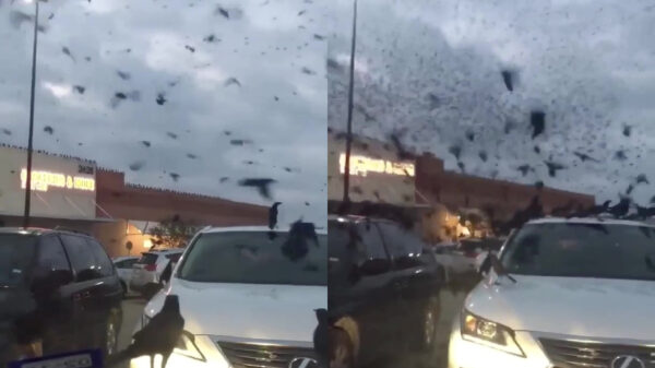 Help, de vogel-apocalypse is begonnen!