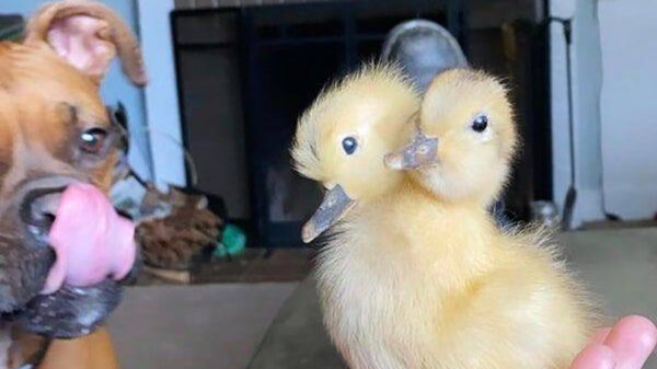 Een verzameling kiekjes waar je minimaal twee keer naar moet kijken