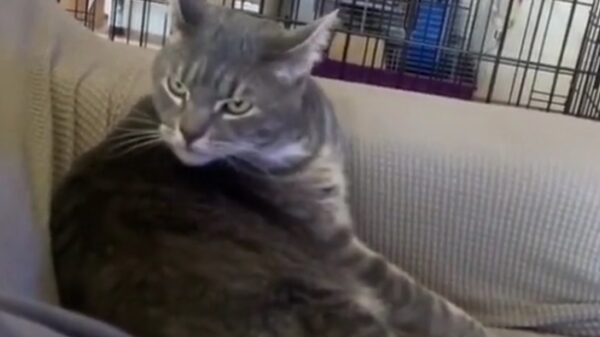 Kat houdt er niet van om in de zeik genomen te worden