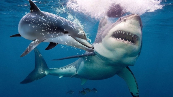 Waarom zijn haaien eigenlijk bang voor dolfijnen?