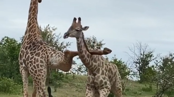 Giraffen zitten behoorlijk met elkaar in de knoop