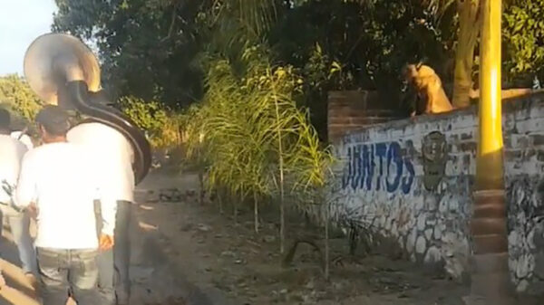 Hond heeft een goed gevoel voor ritme