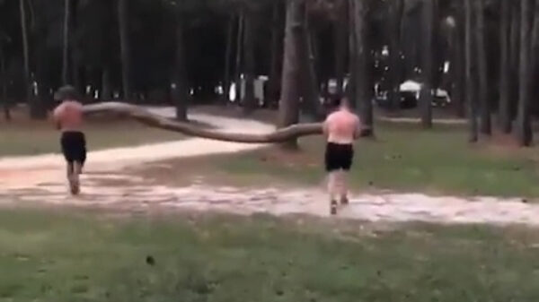 Twee stoere binken besluiten met een lange tak op een boom af te rennen