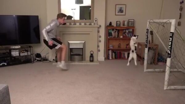 Sommige katten blijken behoorlijk verdienstelijk te kunnen keepen