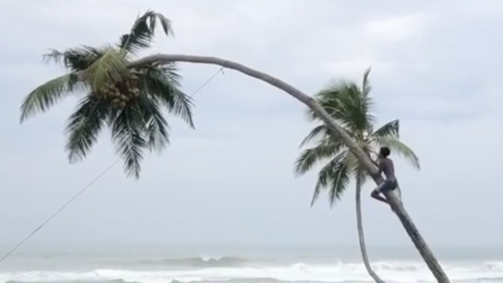 Kokosnotenplukker wordt door brekende boom gelanceerd