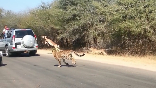 Impala vlucht van groepje jachtluipaarden door in een auto te springen