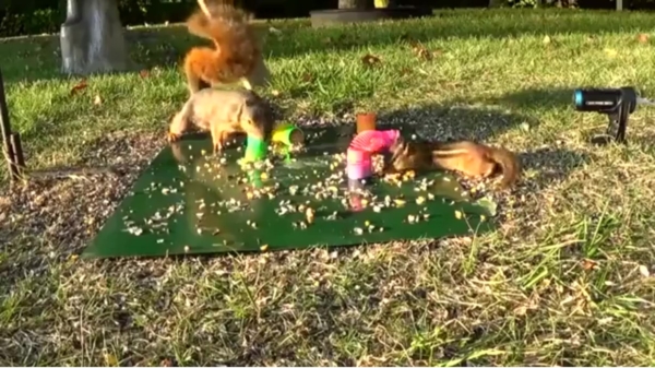 Trollende eekhoorn lanceert zijn broertje in een baan om de aarde