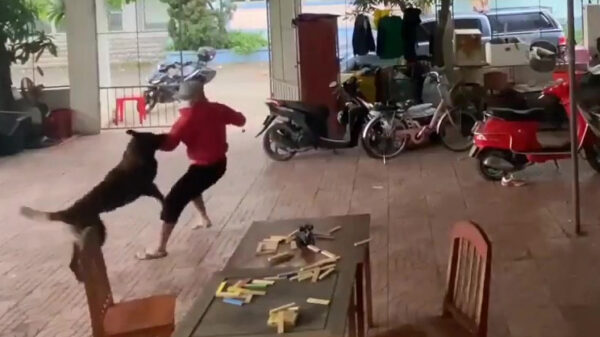 Fikkie is zonder twijfel geslaagd voor zijn bijten-in-overvallers-training