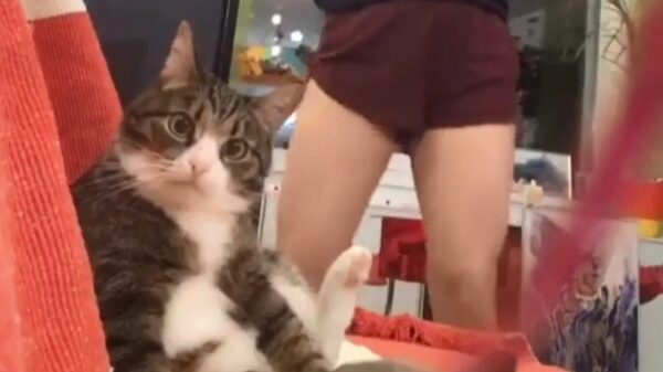 Wat is dit weer voor iets achterlijks!