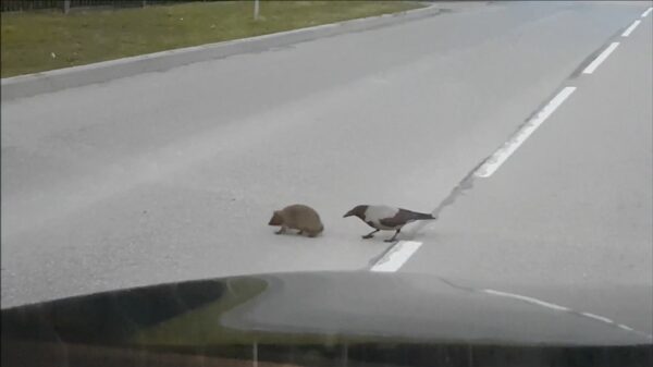 Kraai helpt zijn egelmattie om veilig de weg over te steken