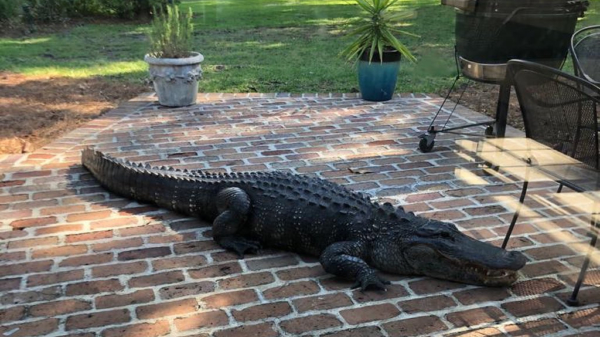 Amerikaan vindt enorme loeier van een krokodil in zijn tuin
