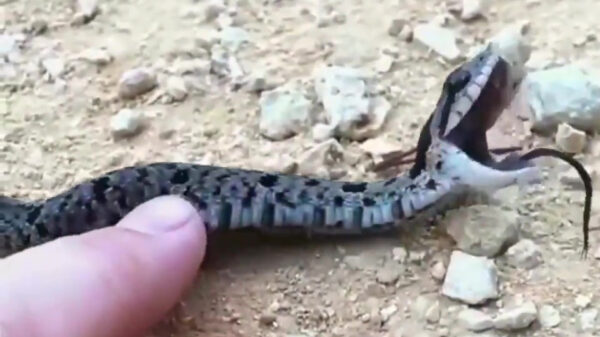 "Levensgevaarlijke" slang blijkt een regelrechte Neymar te zijn