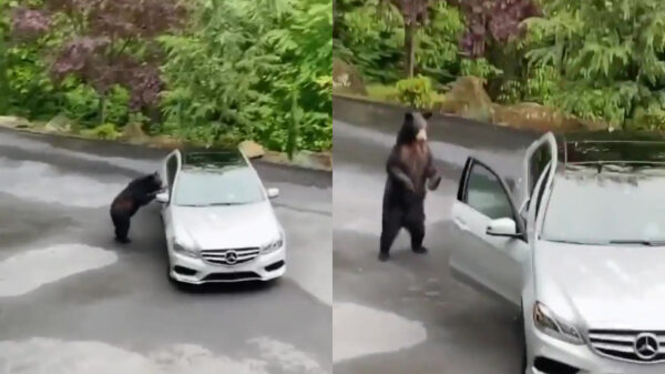 Inbreekberen zijn makkelijk te verjagen door zelf een alarm na te doen