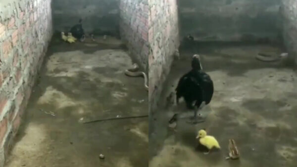 Moederkip heeft eieren van staal en beschermt haar kuikens tegen hongerige slang