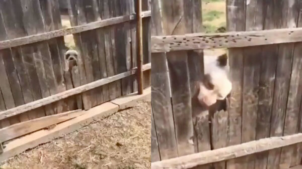 Gezellig, even kennismaken met de nieuwe hond van de buren