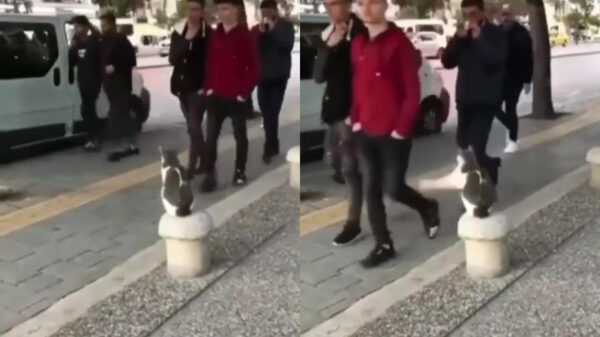 Het bewijs dat katten gewoon een schurfthekel aan mensen hebben