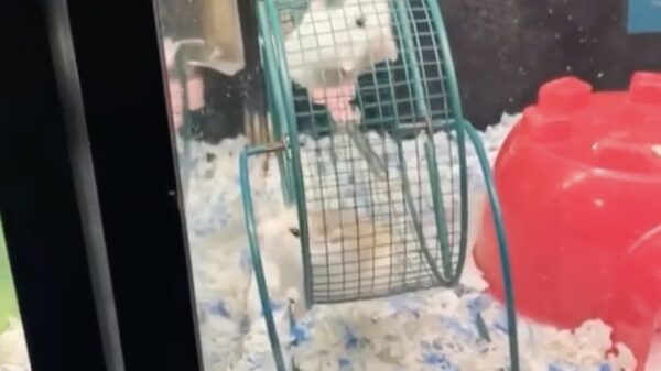 Terrorhamster geeft z'n maatje een gratis ritje minirad